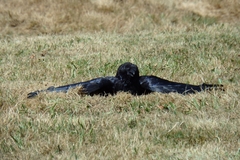 Corvus corone