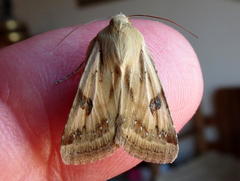 Heliothis scutuligera