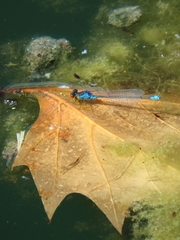 Erythromma viridulum