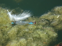 Erythromma viridulum
