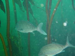 Chirodactylus grandis