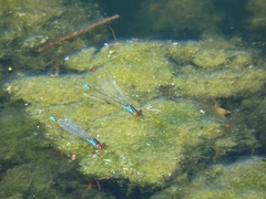 Erythromma viridulum
