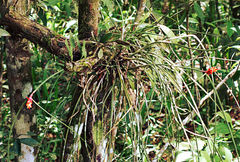 Acanthostachys strobilacea