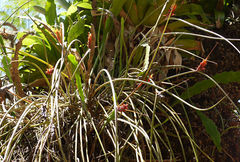 Acanthostachys strobilacea