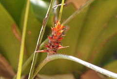 Acanthostachys strobilacea