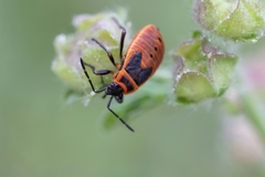 Pyrrhocoris apterus