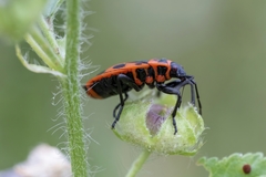 Pyrrhocoris apterus