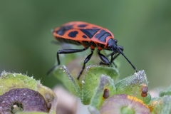 Pyrrhocoris apterus