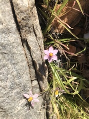 Pauridia etesionamibensis