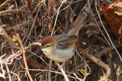 Cisticola lugubris