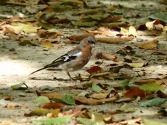 Fringilla coelebs