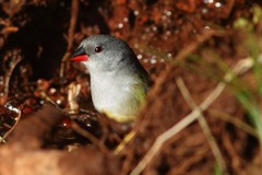 Coccopygia quartinia