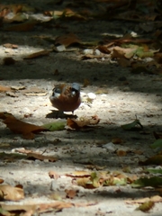 Fringilla coelebs
