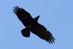 Corvus edithae