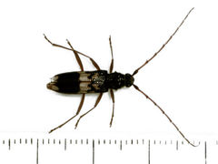 Phoracantha semipunctata