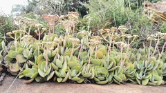 Crassula swaziensis