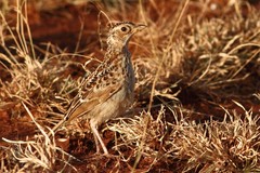 Heteromirafra archeri