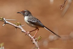 Prinia rufifrons