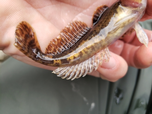 Spoonhead Sculpin