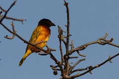 Ploceus dichrocephalus