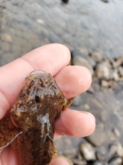 Cottus ricei