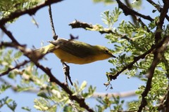 Zosterops flavilateralis