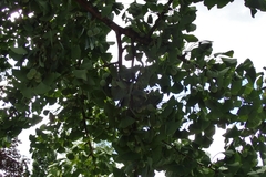 Ginkgo biloba