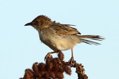 Cisticola bodessa