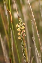 Struthiola fasciata