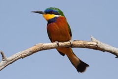 Merops lafresnayii
