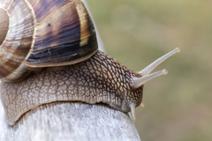 Helix lucorum