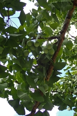 Ginkgo biloba