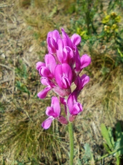 Oxytropis knjazevii
