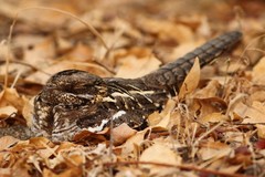 Caprimulgus clarus