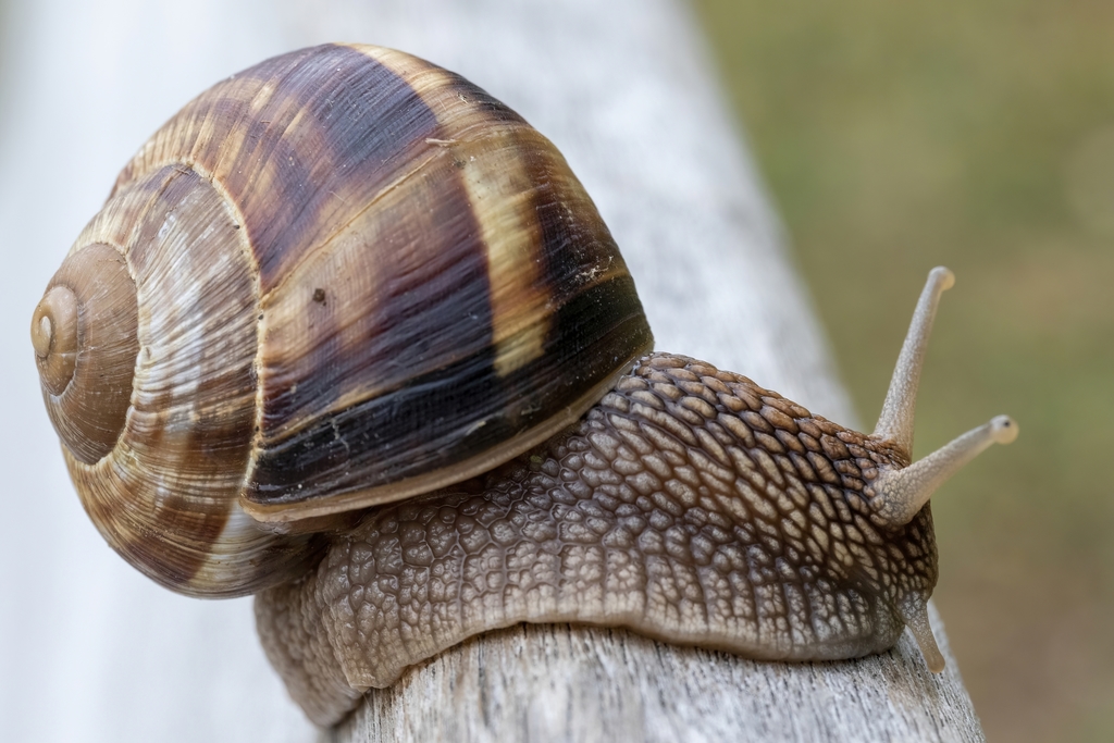 Turkish snail