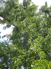 Ginkgo biloba