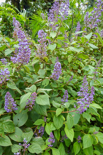 Cornutia pyramidata
