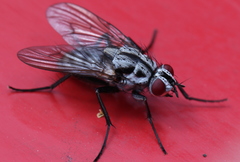 Eustalomyia festiva