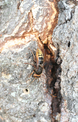 Vespa crabro altaica