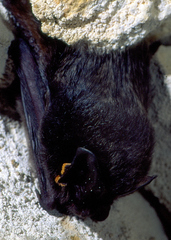 Barbastella barbastellus