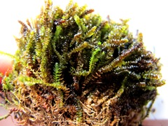 Marsupella emarginata