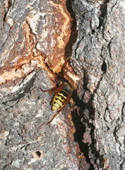Vespa crabro altaica