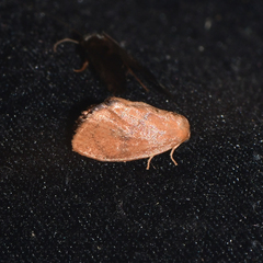 Heterogenea shurtleffi