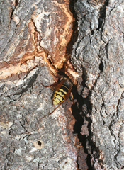 Vespa crabro altaica