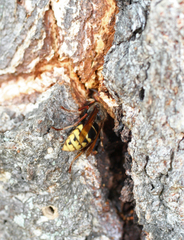 Vespa crabro altaica