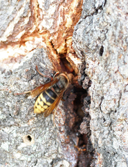 Vespa crabro altaica