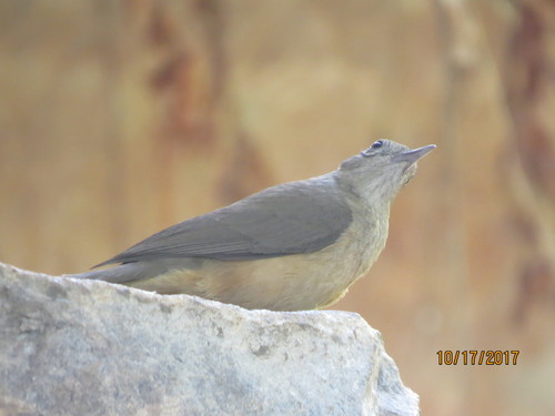 Sandstone Shrikethrush (Colluricincla woodwardi), photo 10