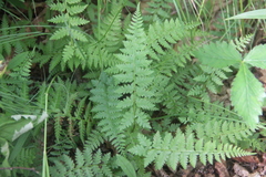Athyrium yokoscense