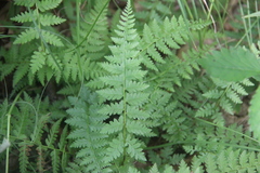 Athyrium yokoscense