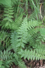 Athyrium yokoscense
